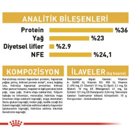 Maine Coon Kitten Yavru Kedi Kuru Maması 2 kg