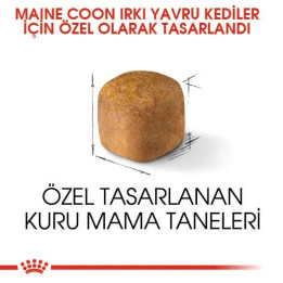 Maine Coon Kitten Yavru Kedi Kuru Maması 2 kg
