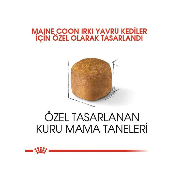 Maine Coon Kitten Yavru Kedi Kuru Maması 2 kg