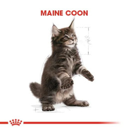 Maine Coon Kitten Yavru Kedi Kuru Maması 2 kg