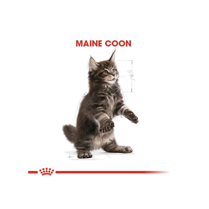 Maine Coon Kitten Yavru Kedi Kuru Maması 2 kg