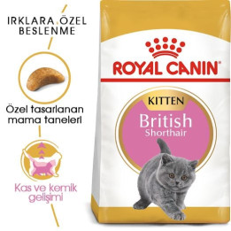 British Shorthair Kitten Yavru Kedi Kuru Maması 2 kg