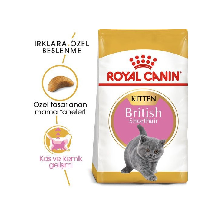 British Shorthair Kitten Yavru Kedi Kuru Maması 2 kg