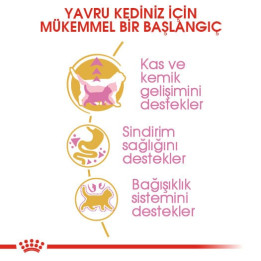 British Shorthair Kitten Yavru Kedi Kuru Maması 2 kg