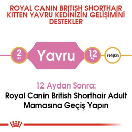 British Shorthair Kitten Yavru Kedi Kuru Maması 2 kg