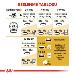 British Shorthair Kitten Yavru Kedi Kuru Maması 2 kg