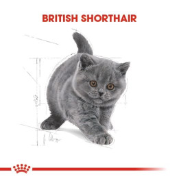 British Shorthair Kitten Yavru Kedi Kuru Maması 2 kg