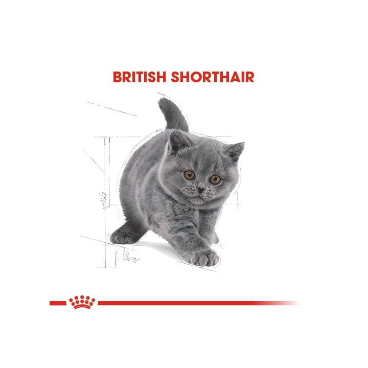 British Shorthair Kitten Yavru Kedi Kuru Maması 2 kg