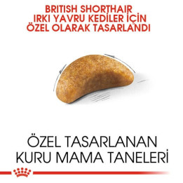 British Shorthair Kitten Yavru Kedi Kuru Maması 2 kg