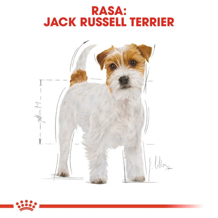 Jack Russell Adult Yetişkin Köpek Kuru Maması 3 kg