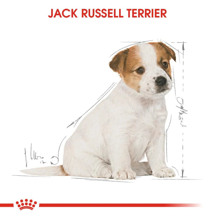 Jack Russell Puppy Yavru Köpek Kuru Maması 3 kg