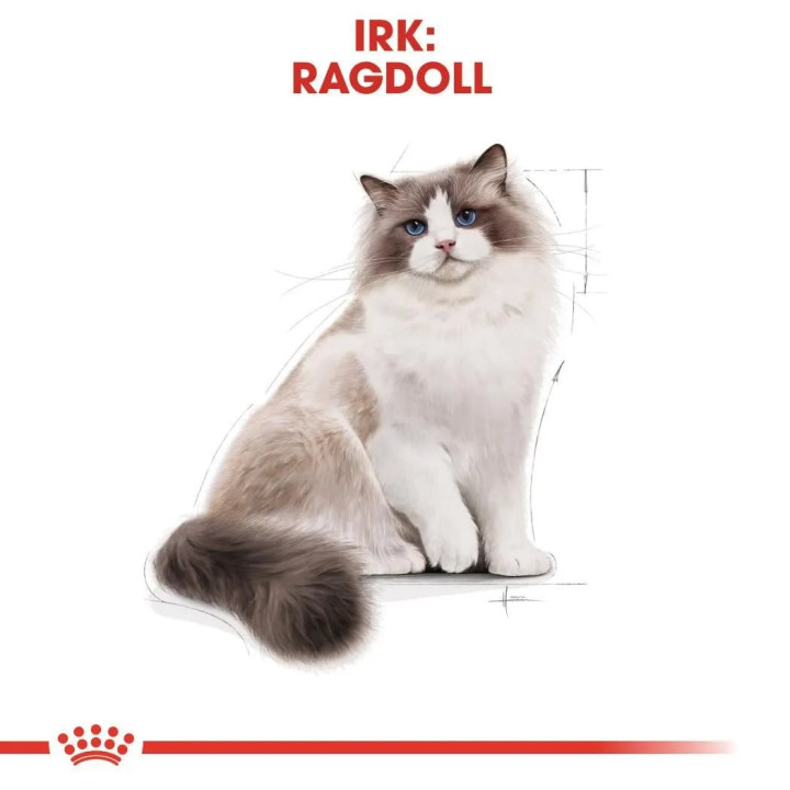 Ragdoll Adult Yetişkin Kuru Kedi Maması 2 kg