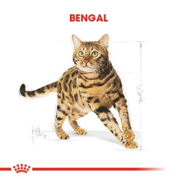 Bengal Adult Yetişkin Kedi Kuru Maması 2 kg