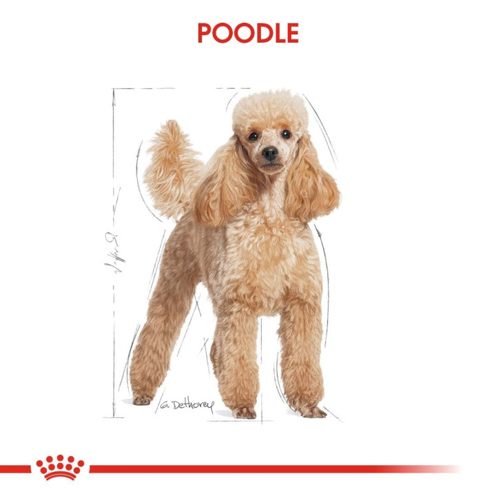 Poodle Adult Yetişkin Köpek Kuru Maması 3 kg