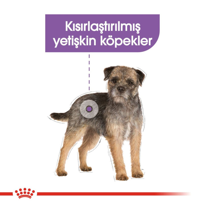 Mini Sterilised Yetişkin Köpek Kuru Maması 3 kg