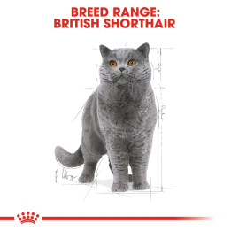 British Shorthair Yetişkin Kedi Yaş Maması 12 x 85 g