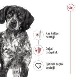 Medium Adult Can Yetişkin Köpek Yaş Maması 1 x 410 g