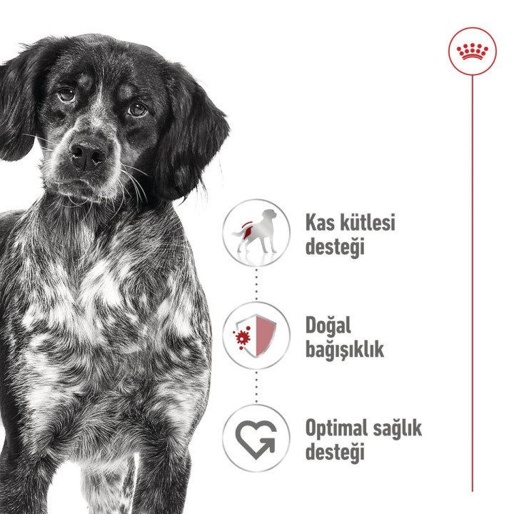 Medium Adult Can Yetişkin Köpek Yaş Maması 1 x 410 g