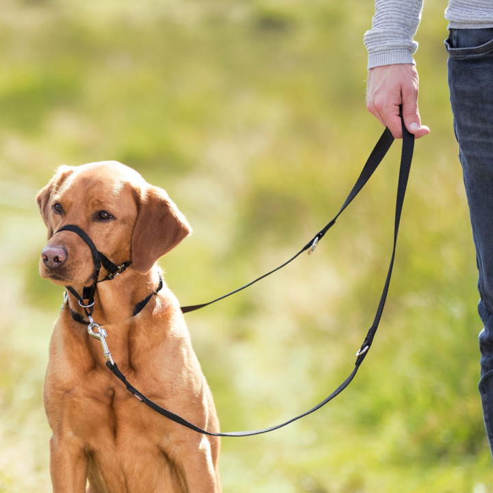 Top Trainer Eğitim Göğüs Tasması