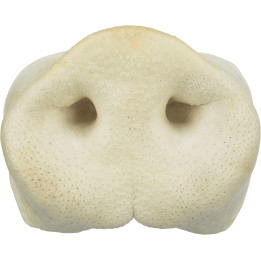 Pig Snout, bulk