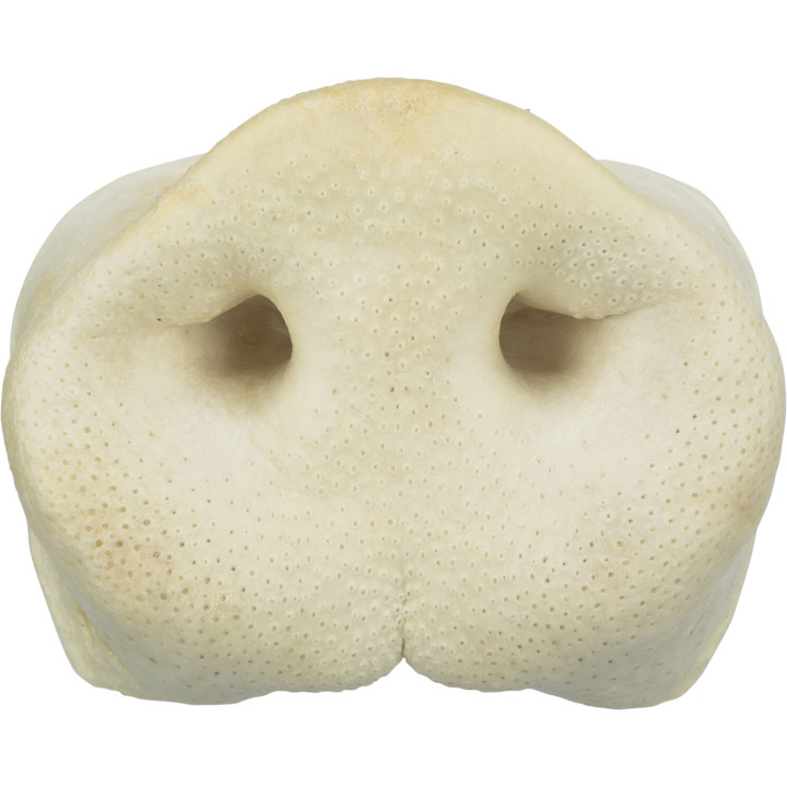 Pig Snout, bulk